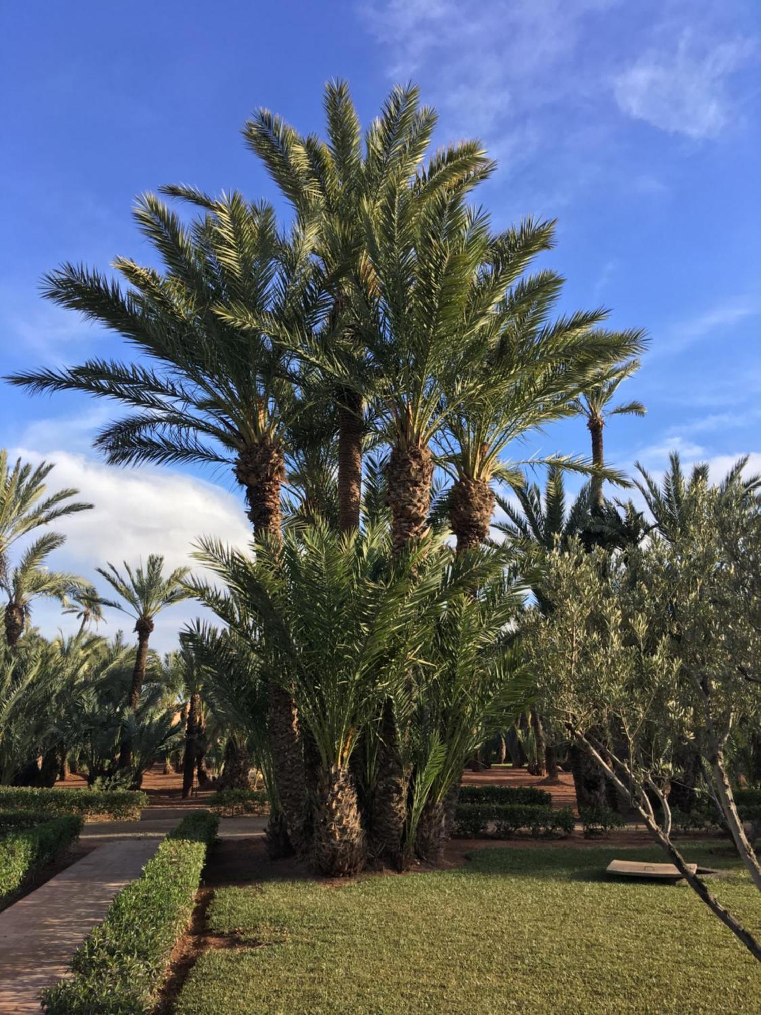 Appartement Paisible Et Abordable Palmeraie Marrakech Dar Caid Layadi Exterior photo